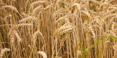 Trigo Argentino ganha competitividade global e pode impactar custo de importação no Brasil