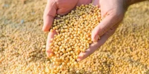 Temores sobre demanda pressionam e soja recua até 10 pontos em Chicago nesta segunda-feira