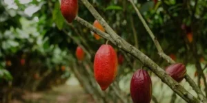 Crise do cacau se agrava no mundo e acende alerta: chocolate pode virar artigo de luxo ou desaparecer até 2050 ?
