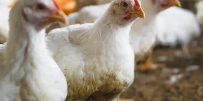 Crise na avicultura do Irã leva a escassez de ração e casos de canibalismo em granjas