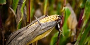 Milho avança em Chicago nesta 2ª, acompanhando trigo, complexo soja e rally do petróleo