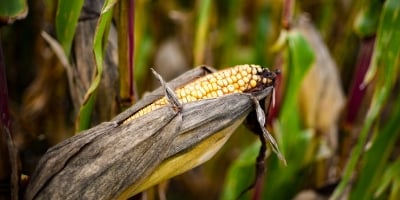 Milho avança em Chicago nesta 2ª, acompanhando trigo, complexo soja e rally do petróleo