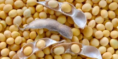 Soja sobe quase 1% em Chicago acompanhando óleo e atraso de plantio nos EUA