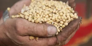 Soja dispara no Brasil, negócios superam 5 mi de t e preços seguem nos melhores níveis do ano