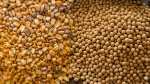 Safra 26/27: soja ainda cobre custos em MT, mas milho já opera com margem mais apertada